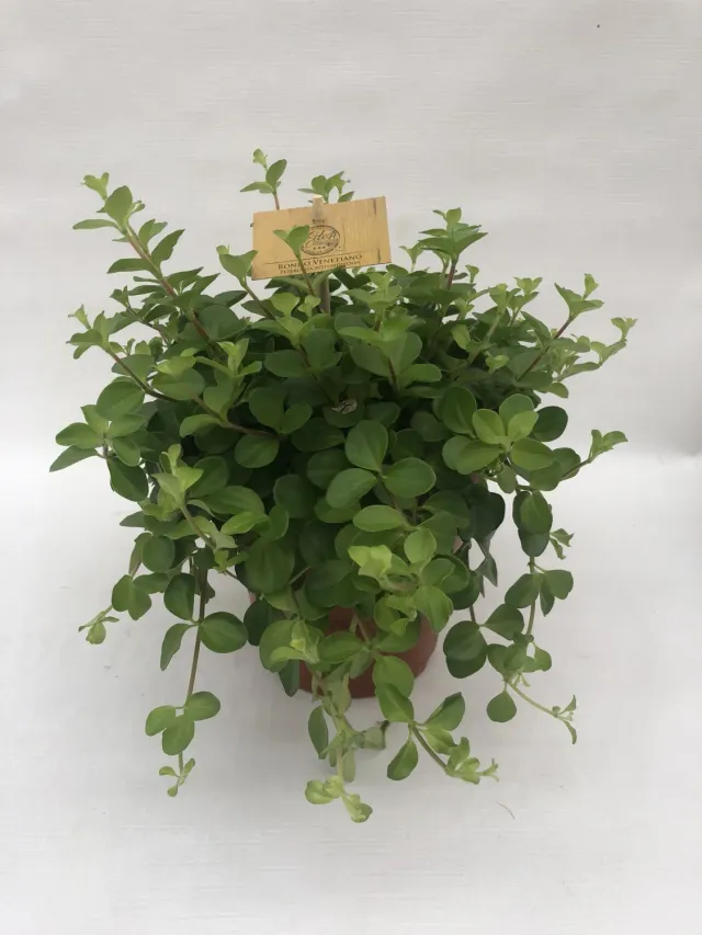 Tuincentrum Heerdink Peperomia rotundifolia hangplant 25 cm