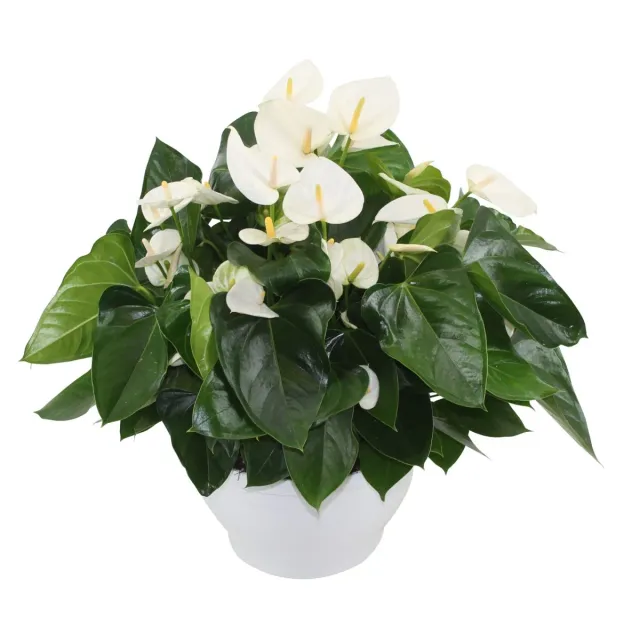 XL-Bloom YoungPlants XL.03 Table White jonge plant wit