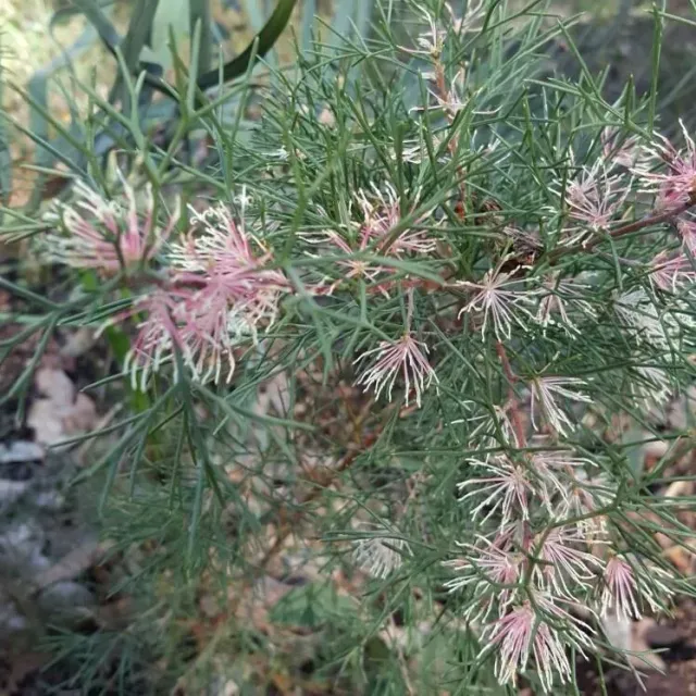 The Natural World Hakea lissocarpha plant honinggeur
