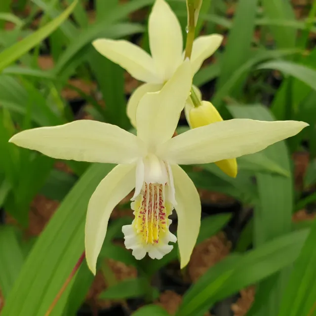 The Natural World Bletilla ochracea tuinorchidee P9 geel