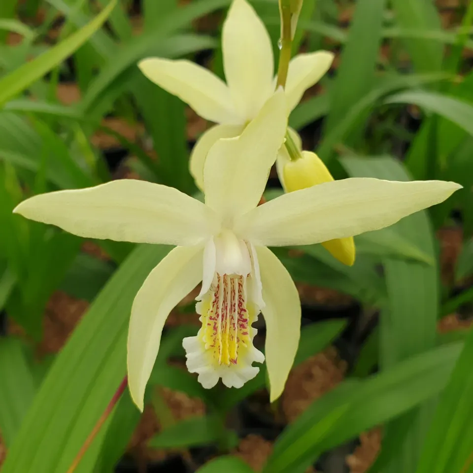 The Natural World Bletilla ochracea tuinorchidee P9 geel