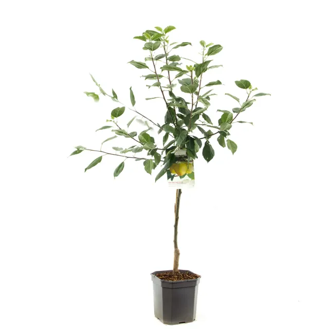 Tuincentrum Heerdink Malus Golden Delicious handappel eetbaar