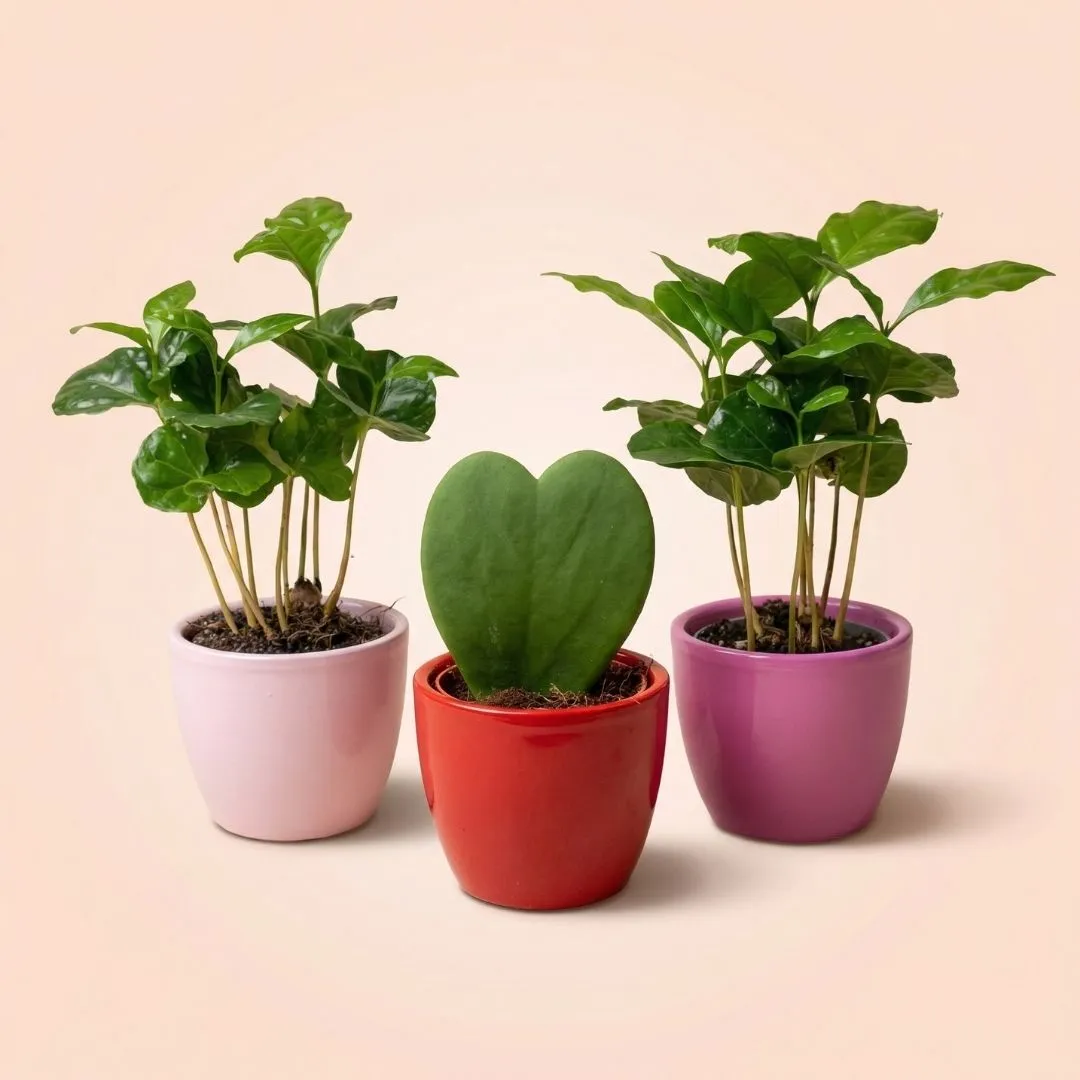 Urbanjungl Love plant set 3x mini pot Hoya Kerrii hart roze