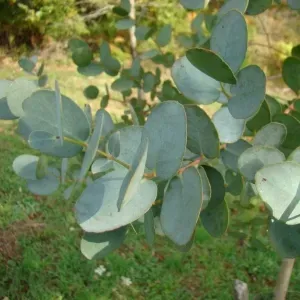 The Natural World Eucalyptus gunnii Azura plant winterhard