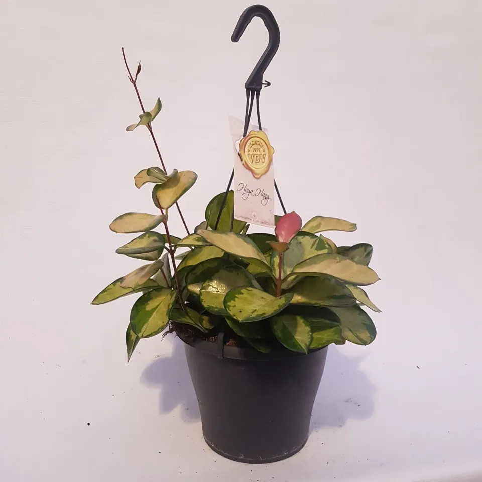 Tuincentrum Heerdink Hoya carnosa kamerplant wasbloem