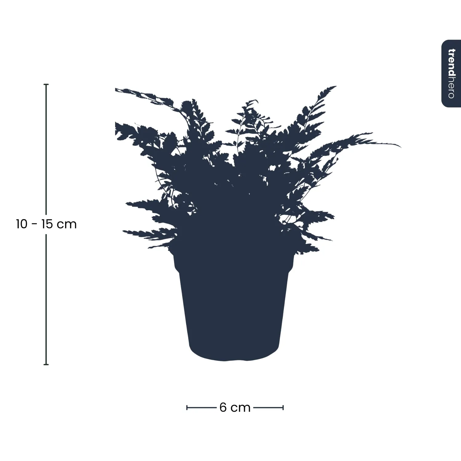 Urbanjungl Athyrium spicatum varen terrariumplant pot 6