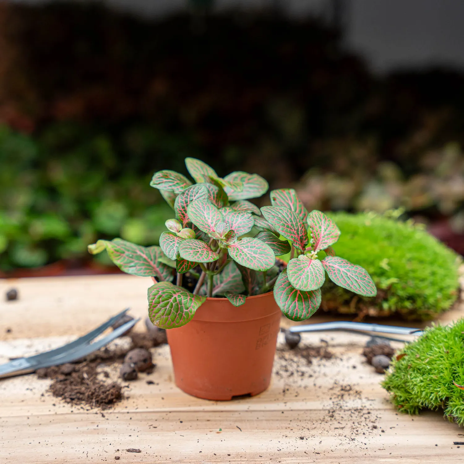 Urbanjungl Fittonia Joly Josan mozaiekplant rood 10 cm