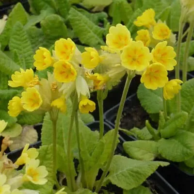 The Natural World Primula veris sleutelbloem P9 eetbaar