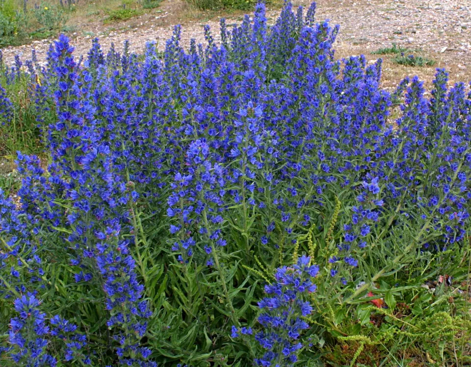 The Natural World Echium vulgare slangenkruid bijenplant