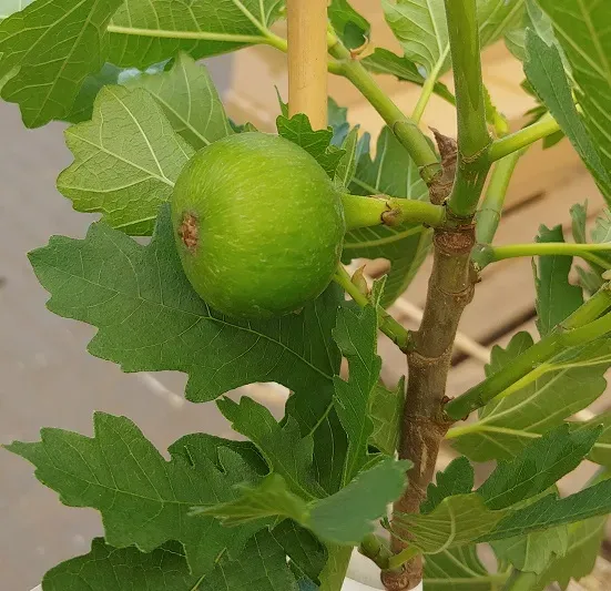 The Natural World Ficus carica Ice Crystal vijg plant eetbaar