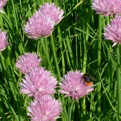 The Natural World Allium Curly Mauve bieslook P9 eetbaar