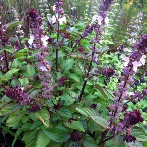 The Natural World Basilicum kaneel kruidenplant eetbaar