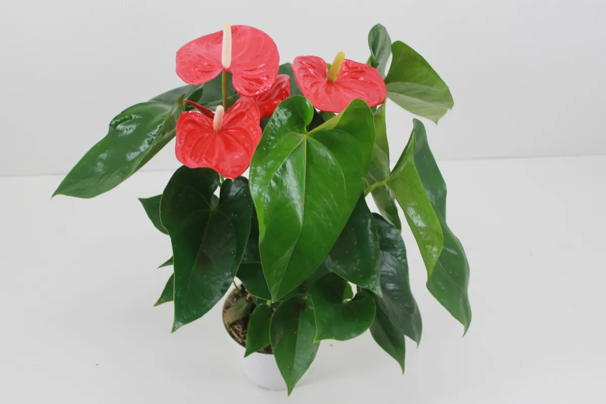XL-Bloom YoungPlants XL.122 aardbeiplant Red White