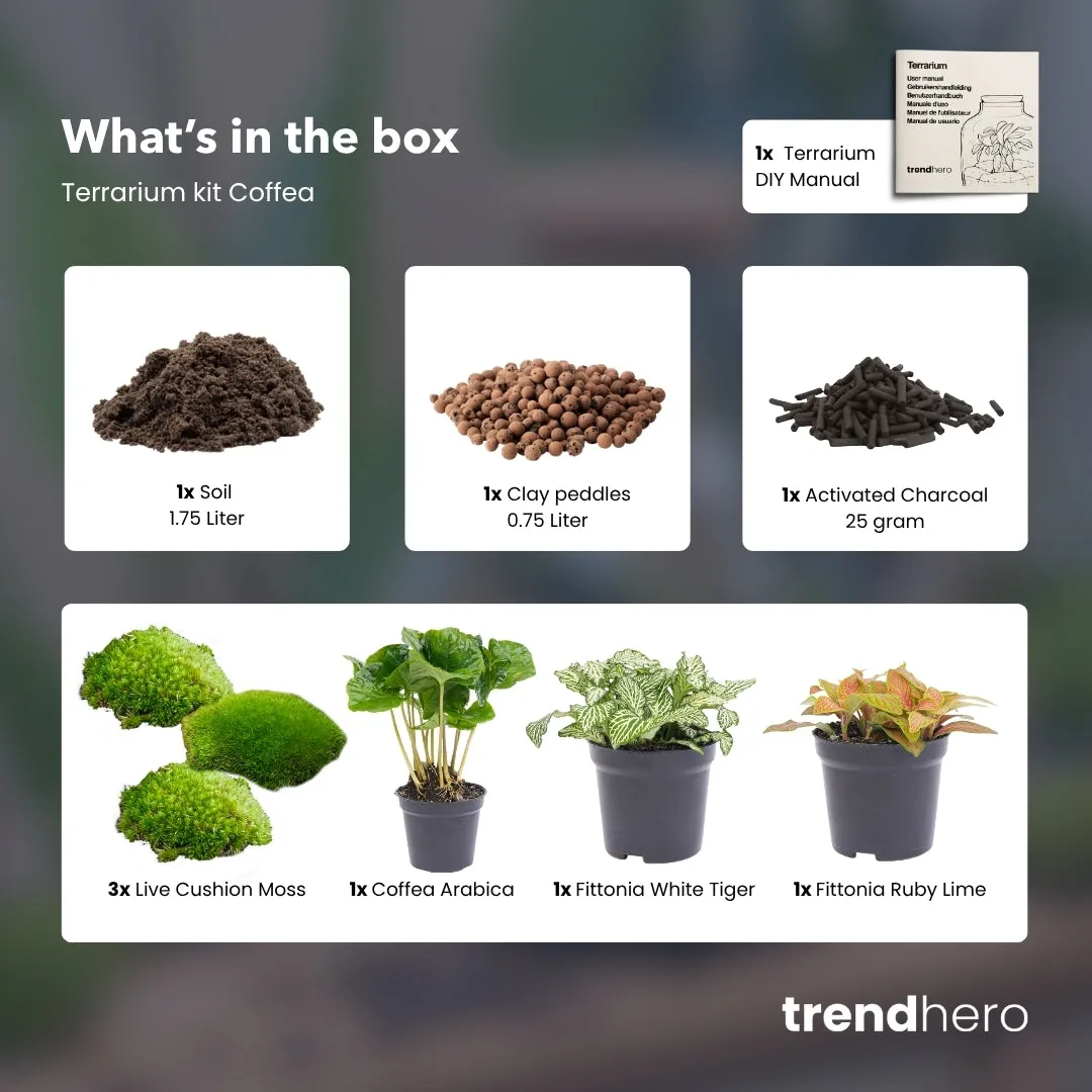 Urbanjungl Coffea Arabica terrarium navulpakket 3 planten