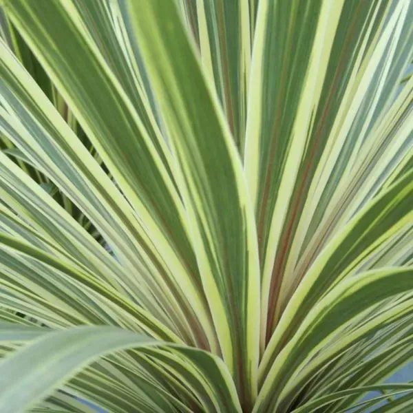 The Natural World Cordyline australis Torbay Dazzler plant bont