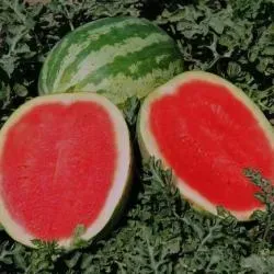 The Natural World Watermeloen Crimson Sweet zaden zoet