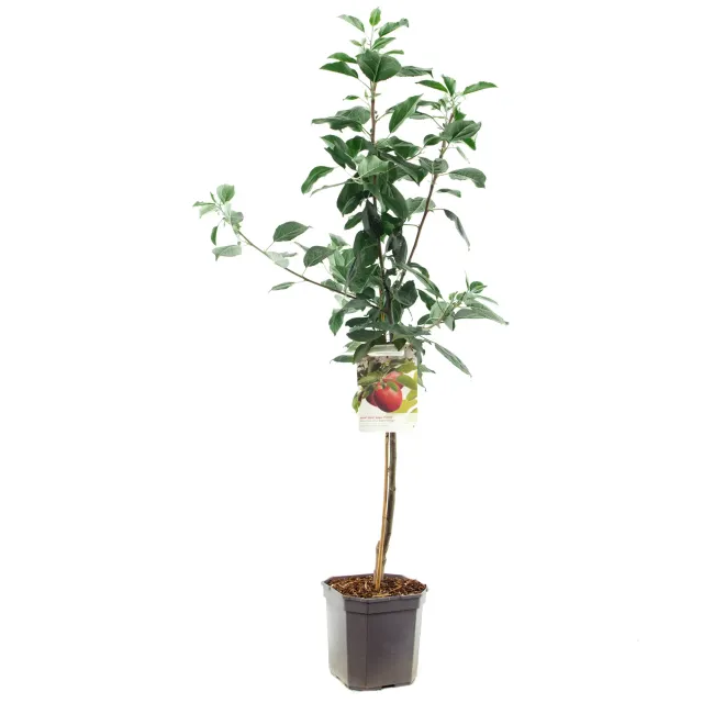 Malus Cox's Orange Pippin handappel boom