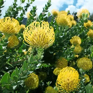 The Natural World Leucospermum Yellow Carnival plant geel
