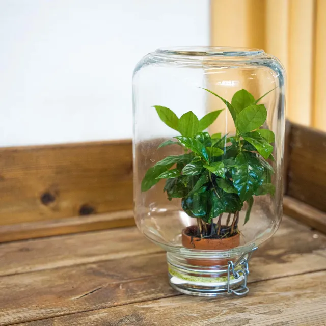 Urbanjungl Easyplant Fido terrarium DIY kit gesloten