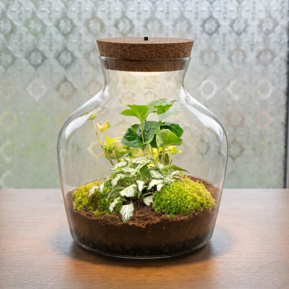 Urbanjungl Little Joe terrarium DIY kit met licht Ø 20 cm