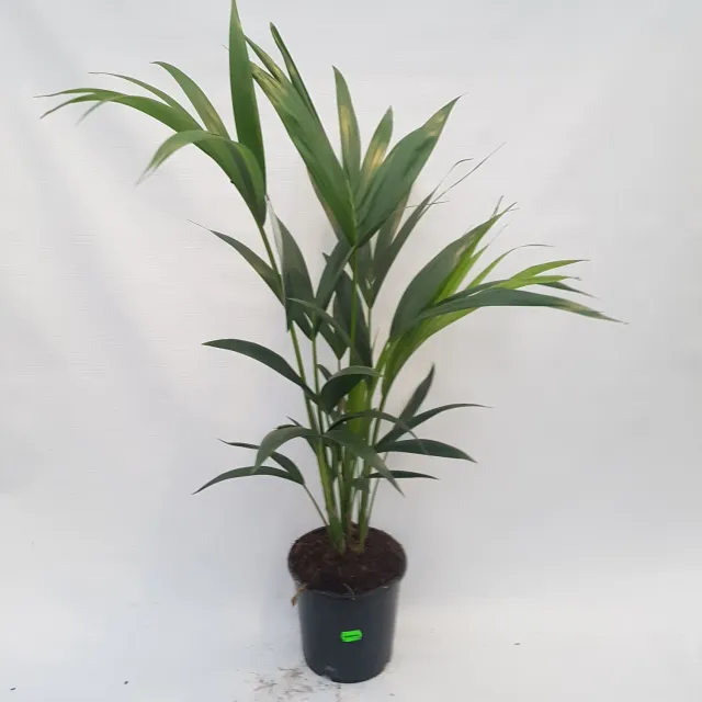Tuincentrum Heerdink Howea Kentiapalm kamerplant luchtig