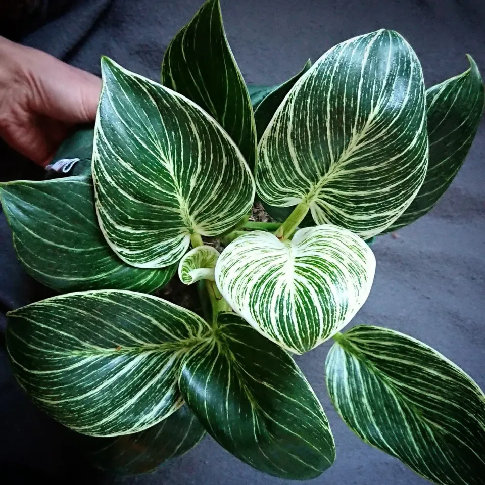 The Natural World Philodendron White Measure kamerplant