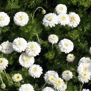 The Natural World Flore Pleno kamilleplant thee