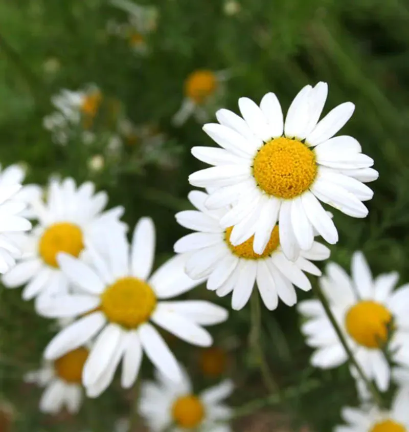 The Natural World Chamaemelum nobile kamille plant P9 eetbaar