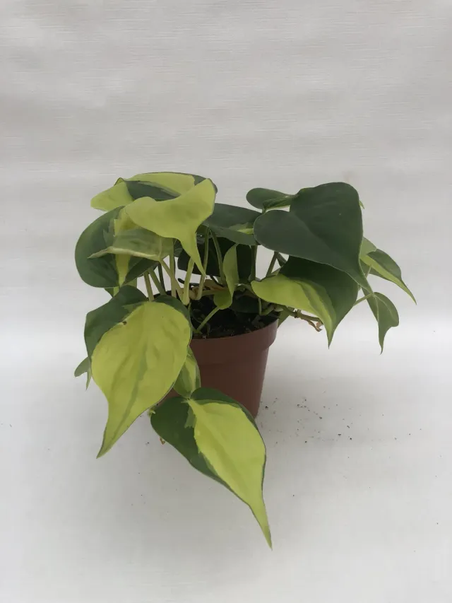 Philodendron Scandens Brasil kamerplant bont blad