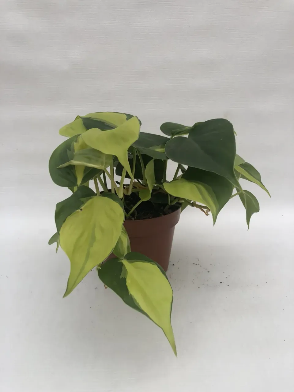 Philodendron Scandens Brasil kamerplant bont blad
