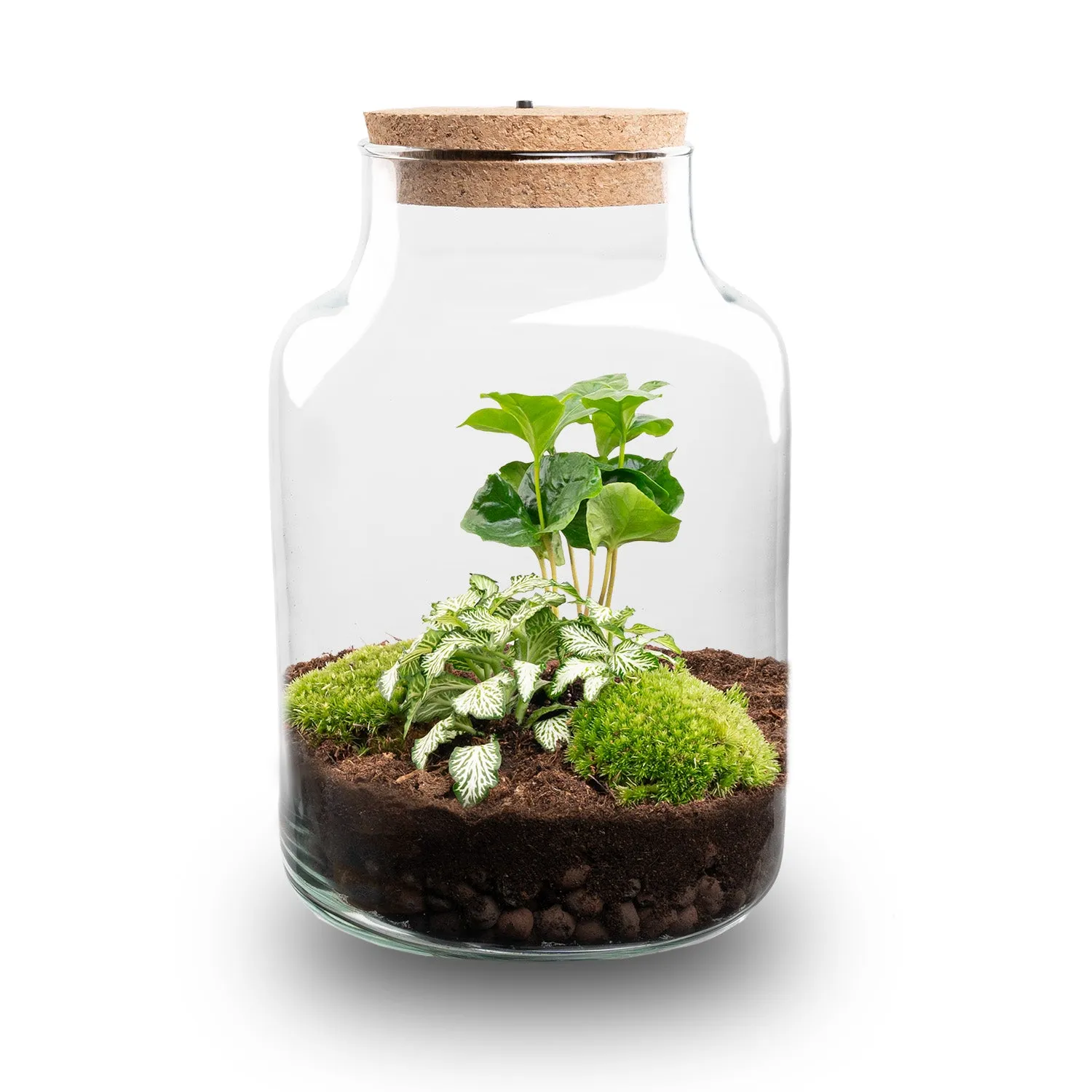 Urbanjungl Little Milky terrarium DIY-kit met licht 17 cm