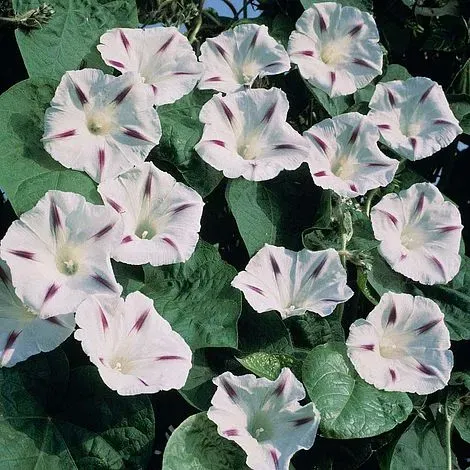 The Natural World Ipomoea tricolor klimplant blauw