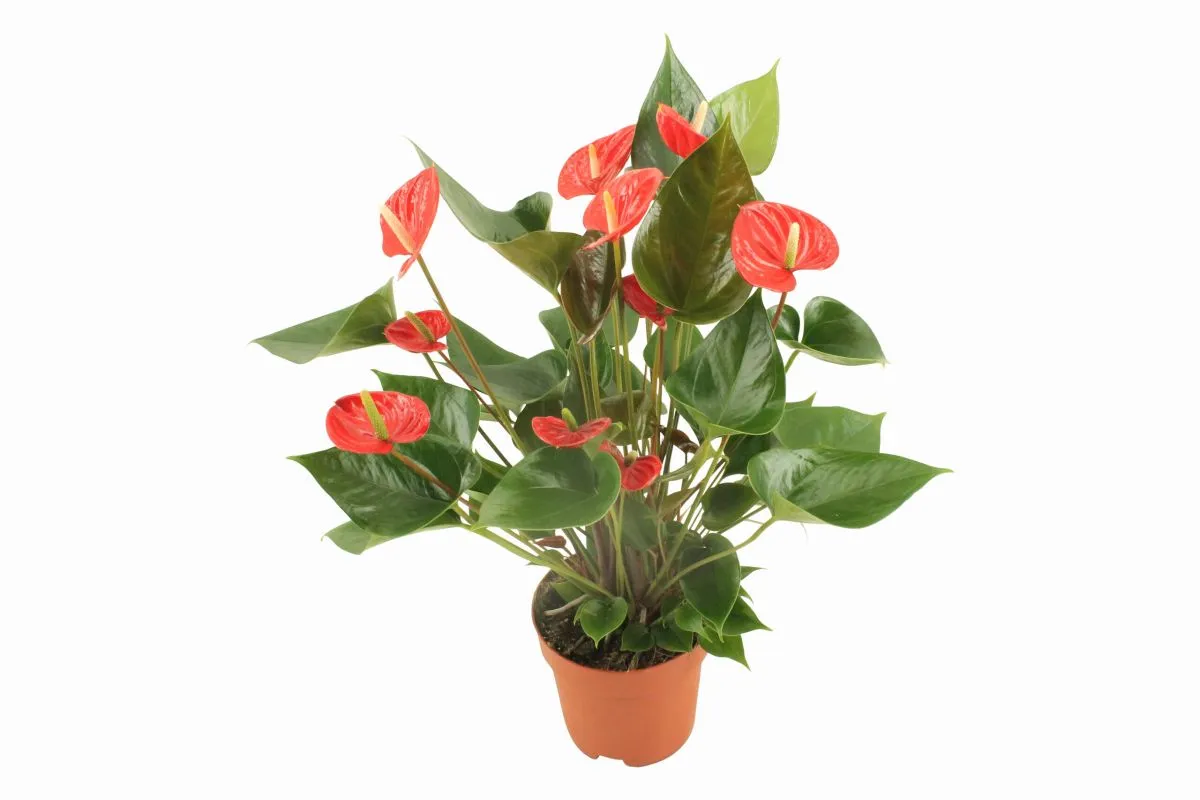 XL-Bloom YoungPlants XL.49 Arisa Sprite jonge plant fris