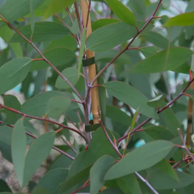 The Natural World Eucalyptus niphophila boom P11 winterhard