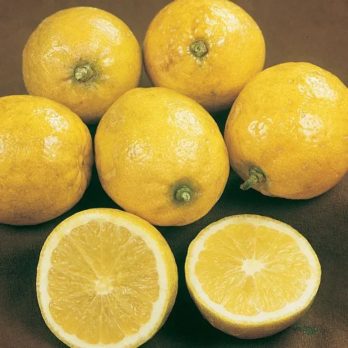 The Natural World Citrus limon Lemonade citroenplant zoet
