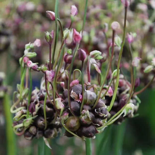 The Natural World Allium scorodoprasum lookplant P9 eetbaar