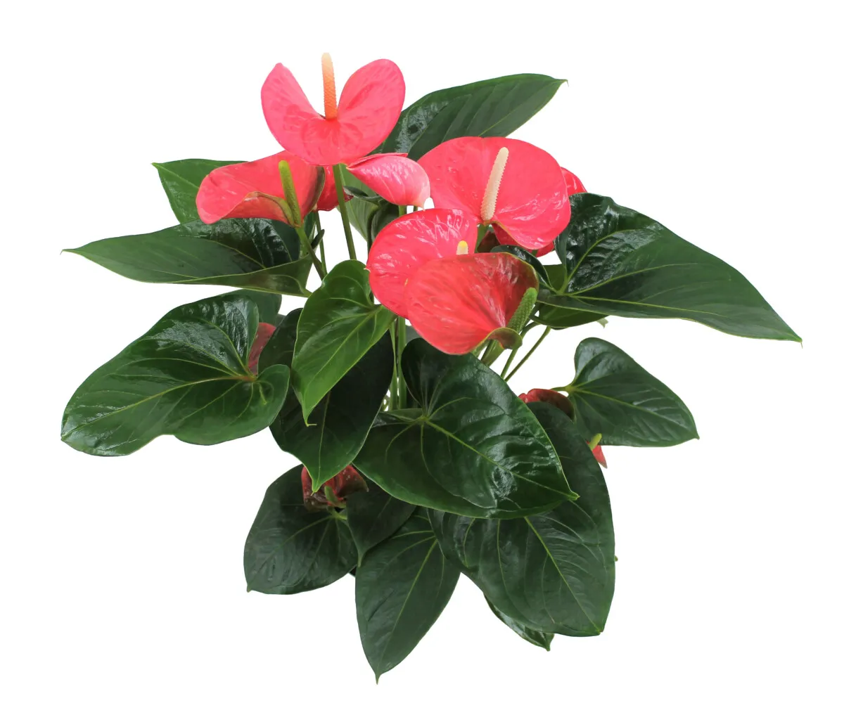 XL-Bloom YoungPlants XL.78 aardbeiplant Sakura Sweet