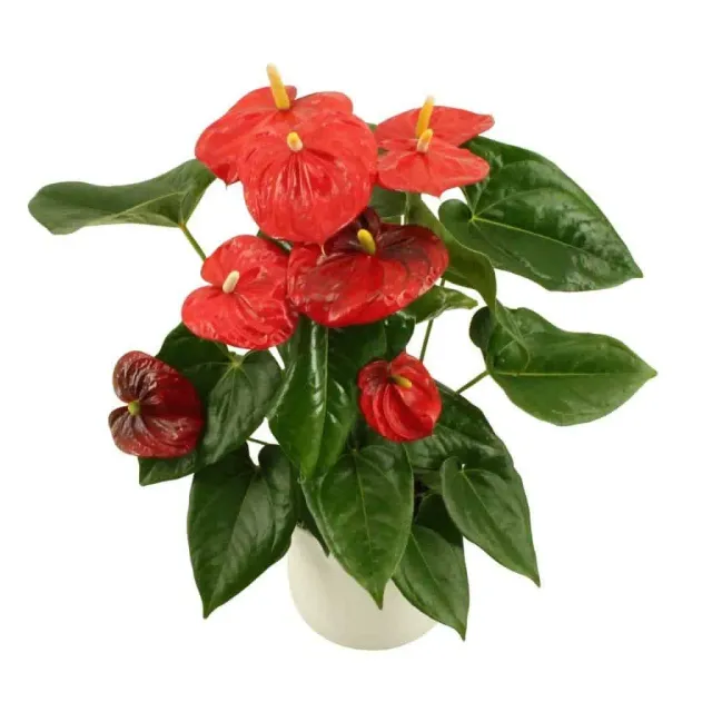 XL-Bloom YoungPlants XL.88 Aloha Red paprikaplant rood zoet