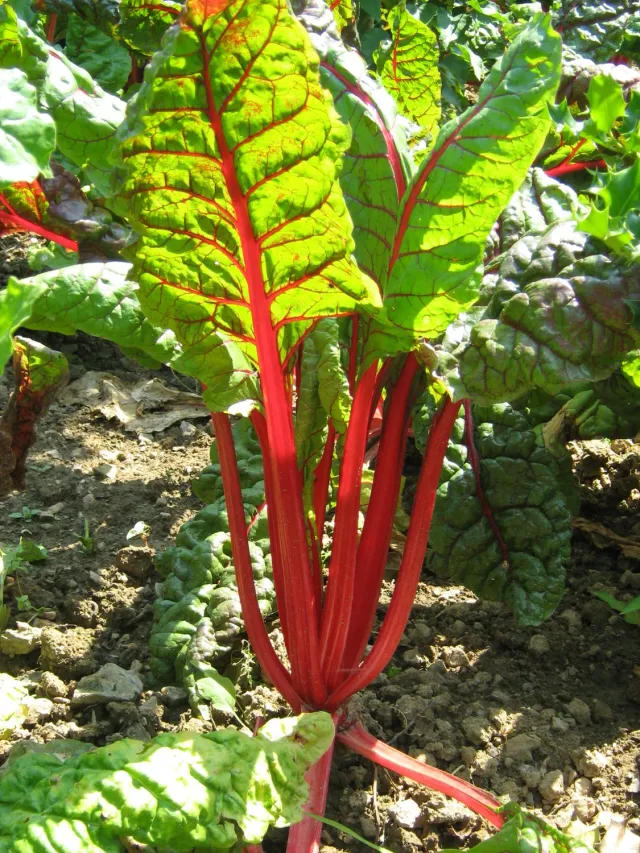 The Natural World Rhubarb Chard snijbiet P9 rode steel
