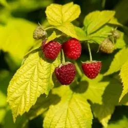 The Natural World Rubus Groovy frambozenplant P15 zoet