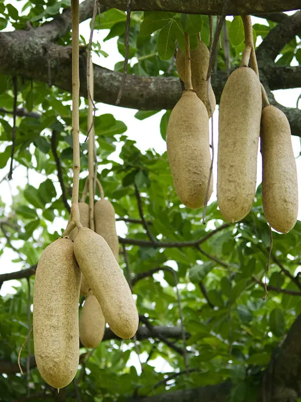 The Natural World Kigelia africana plant kuipplant