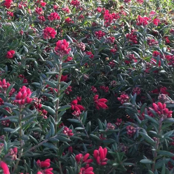 The Natural World Grevillea Poorinda Rondeau plant
