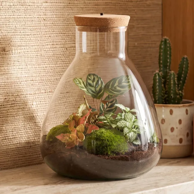 Urbanjungl Sam Calathea planten terrarium kit 30 cm met licht