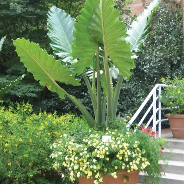The Natural World Alocasia portadora olifantsoor groot blad