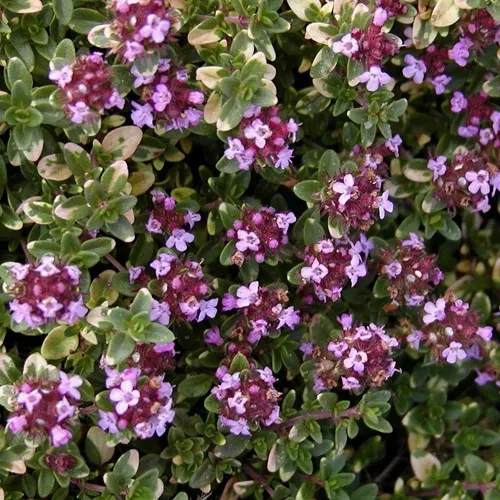 The Natural World Thymus Doone Valley tijm P9 citroen