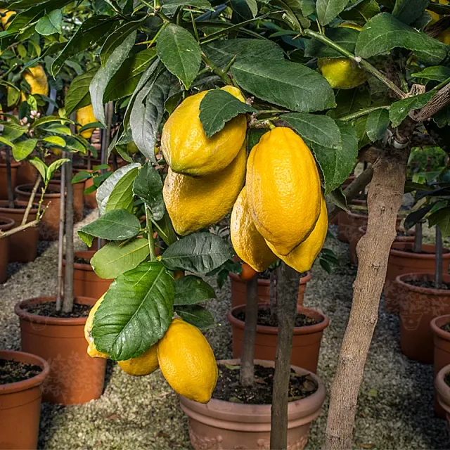 The Natural World Citrus medica Diamante plant eetbaar