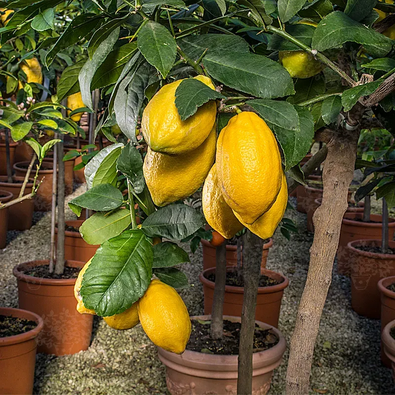 The Natural World Citrus medica Diamante plant eetbaar