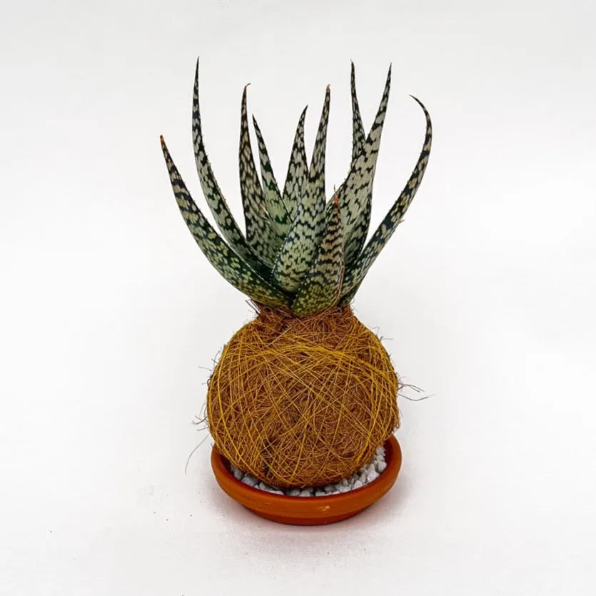 House of Koko Vera Wave kokedama zonder schaaltje