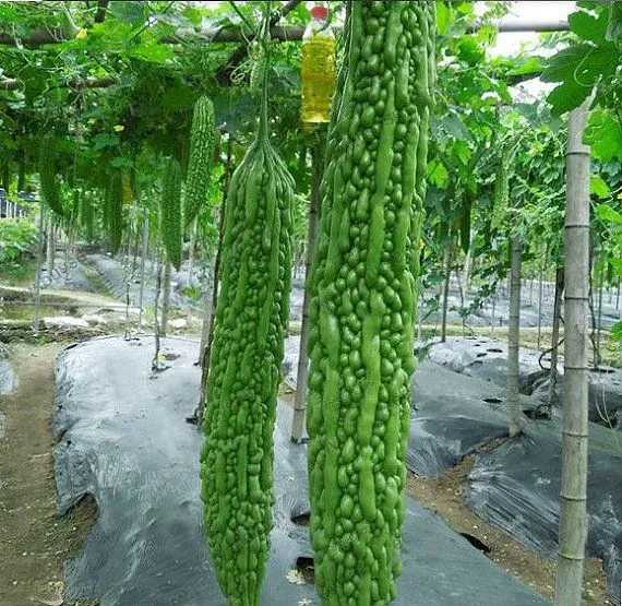 The Natural World Sopropo balsempeer plant bitter
