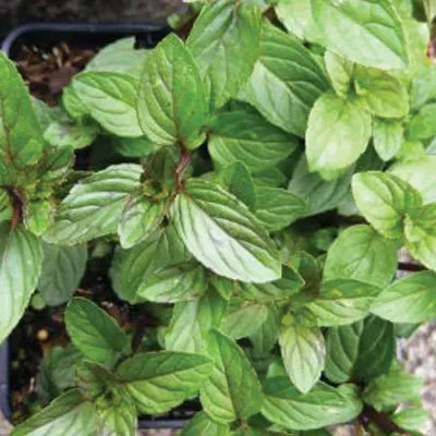 The Natural World Mentha Jessica's Sweet Pear muntplant peer